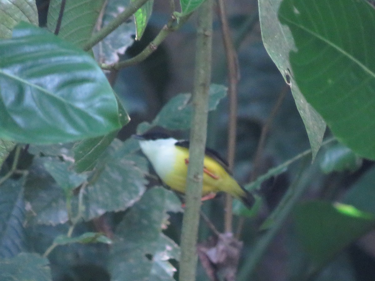 White-collared Manakin - ML641337750