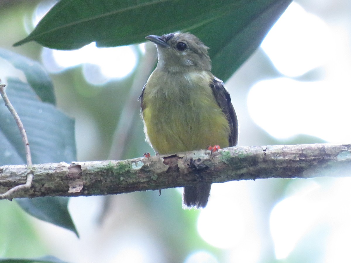 White-collared Manakin - ML641337763