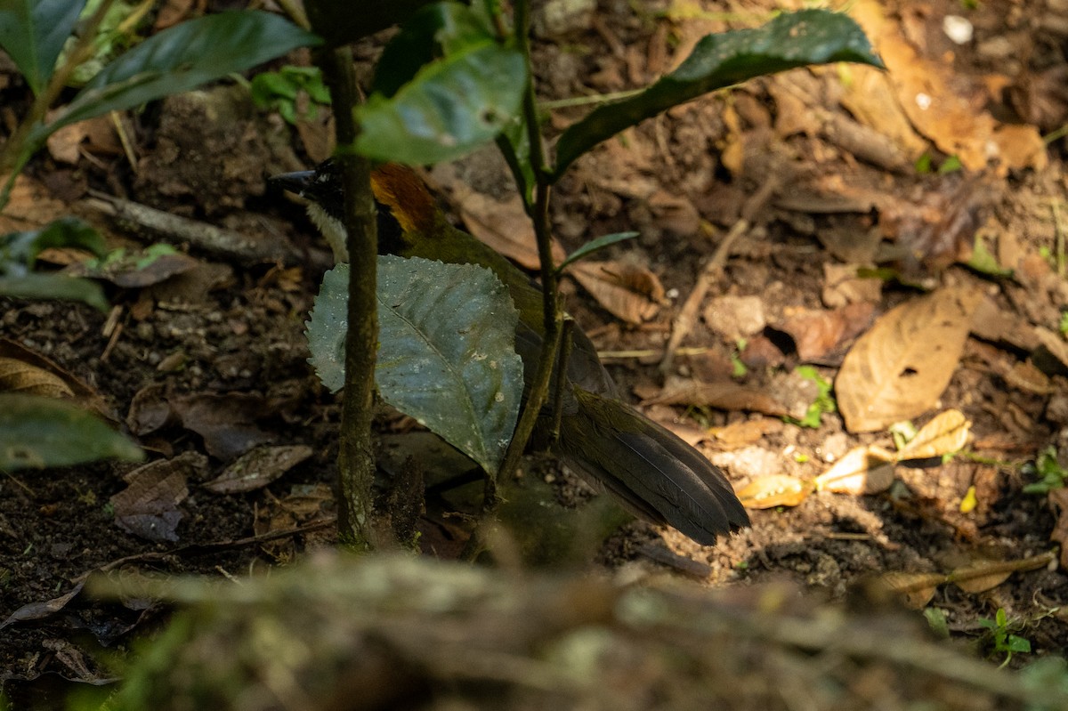Chestnut-capped Brushfinch - ML641337799