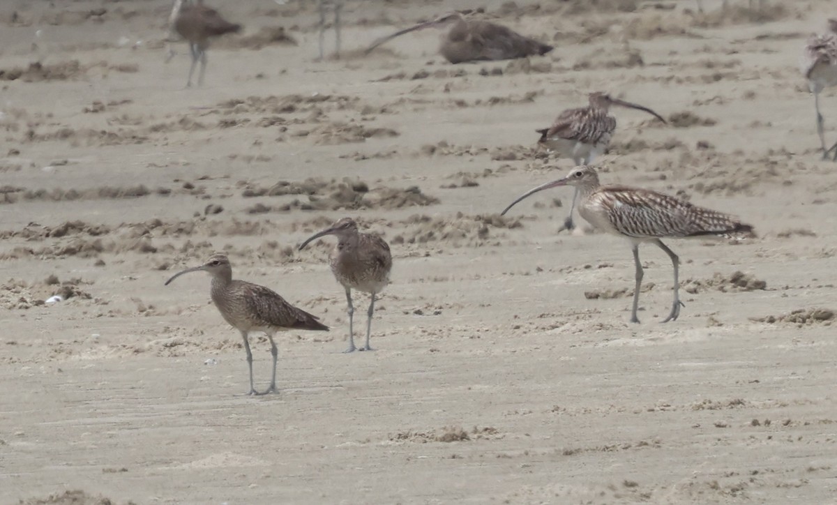 Eurasian Whimbrel - ML641337801