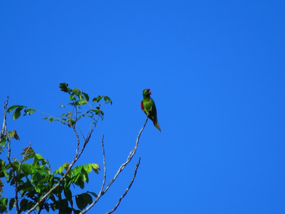 Crimson-fronted Parakeet - ML641337815