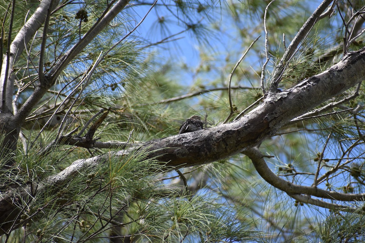 Common Nighthawk - ML641337842