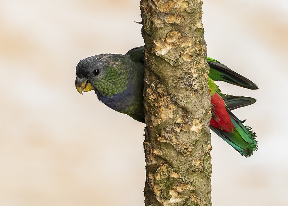 Scaly-headed Parrot - ML641337843