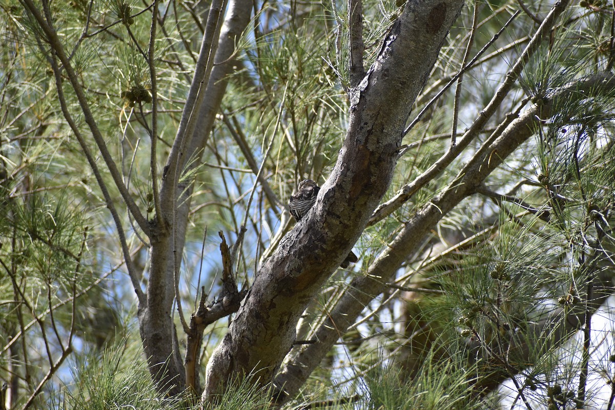 Common Nighthawk - ML641337847