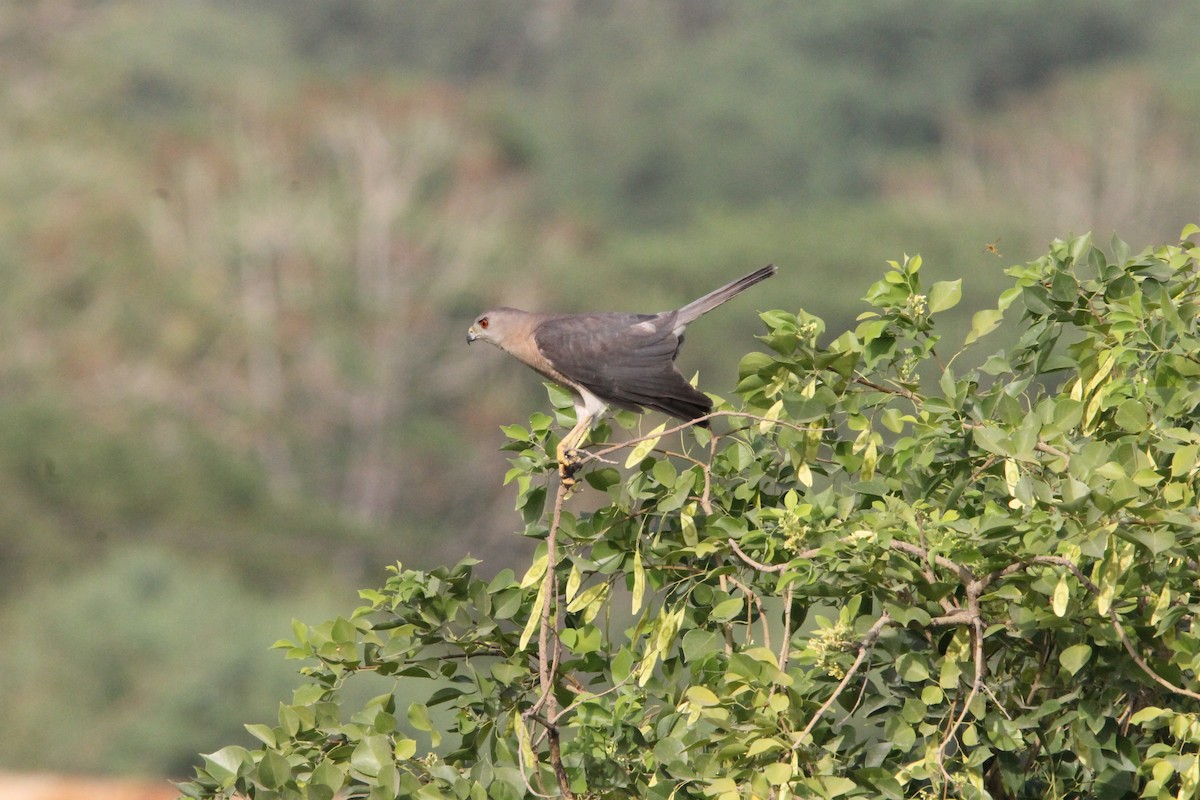 褐耳鷹 - ML641337884