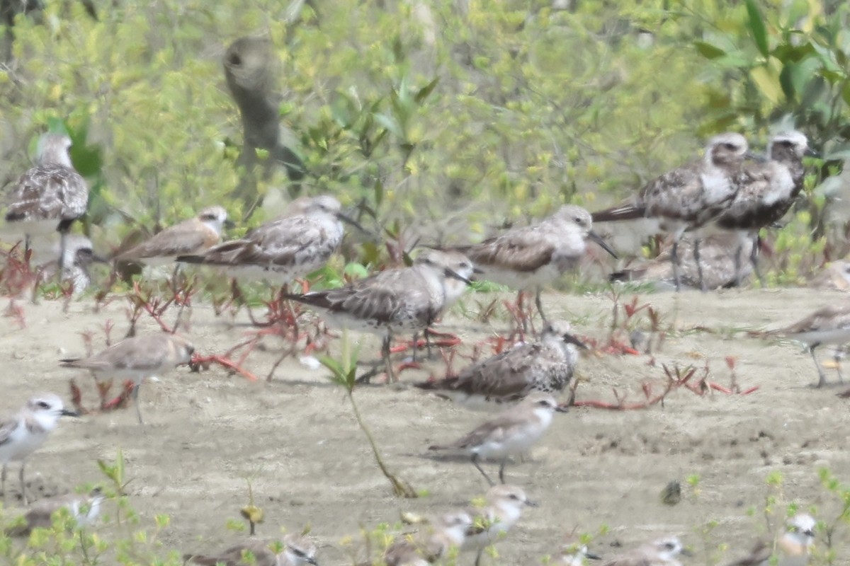 Great Knot - ML641337912