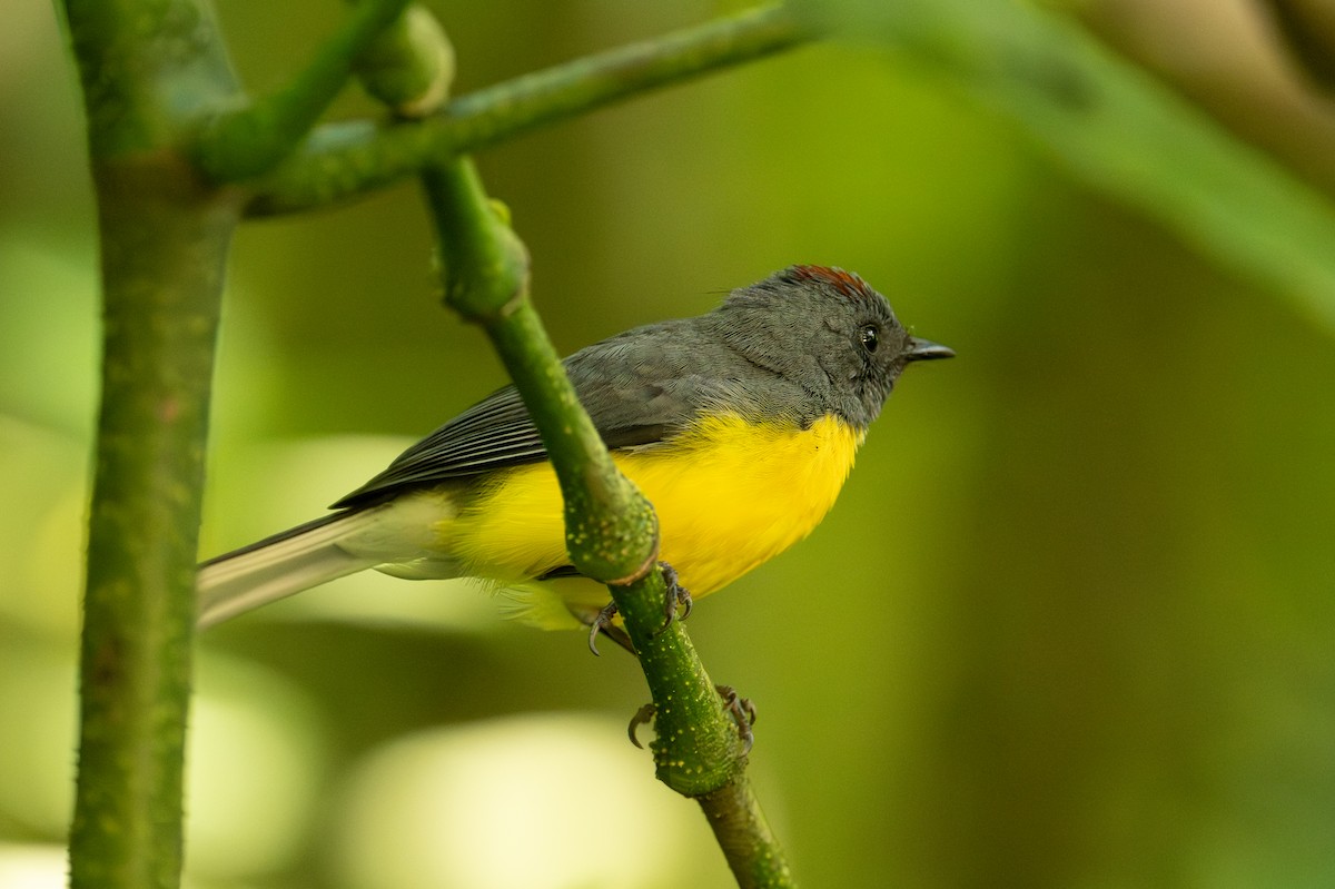 Slate-throated Redstart - ML641337923