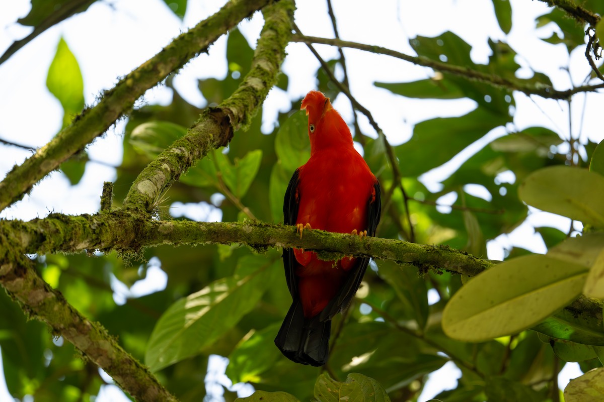 Andean Cock-of-the-rock - ML641337930