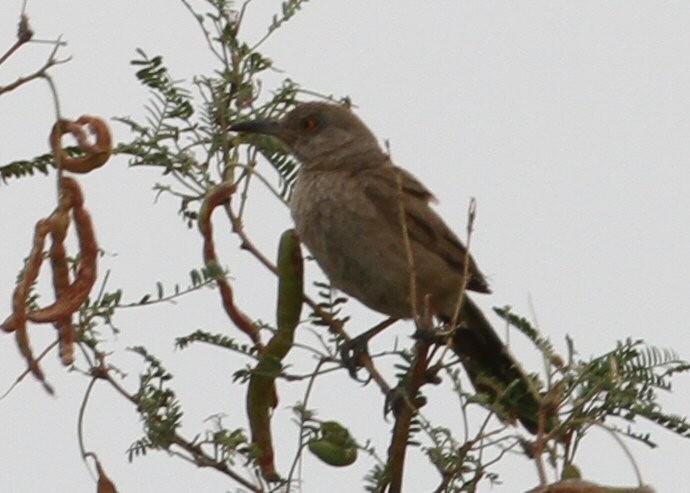 Bendire's Thrasher - ML641338004