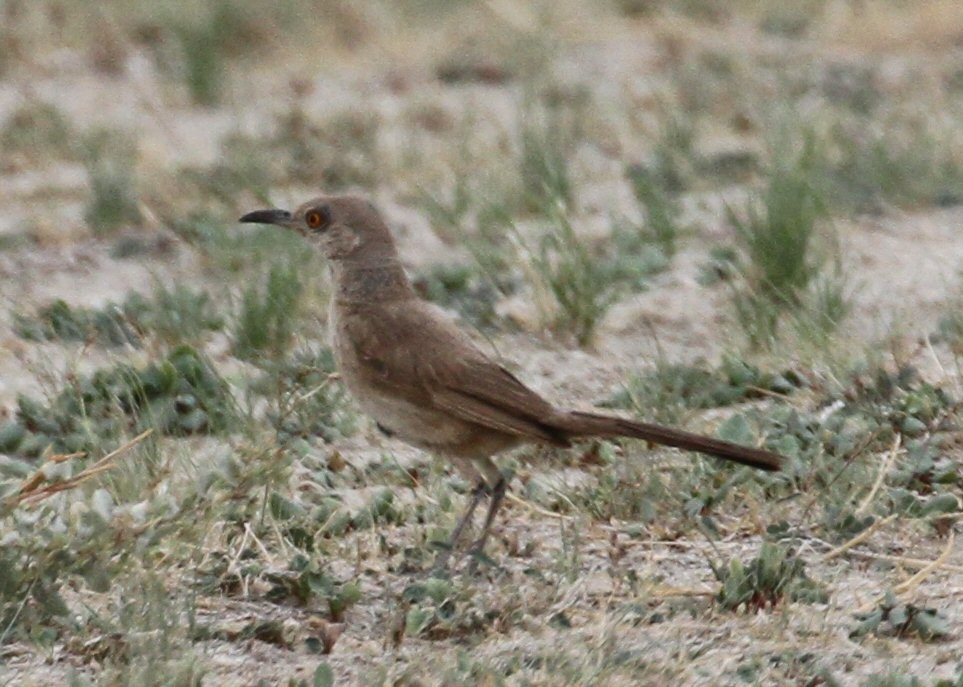 Bendire's Thrasher - ML641338005