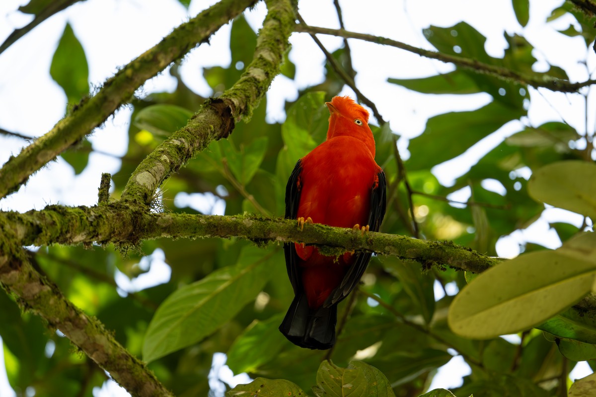 Andean Cock-of-the-rock - ML641338008