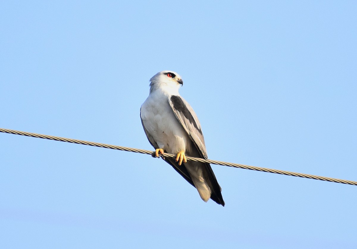 Black-winged Kite - ML641338031