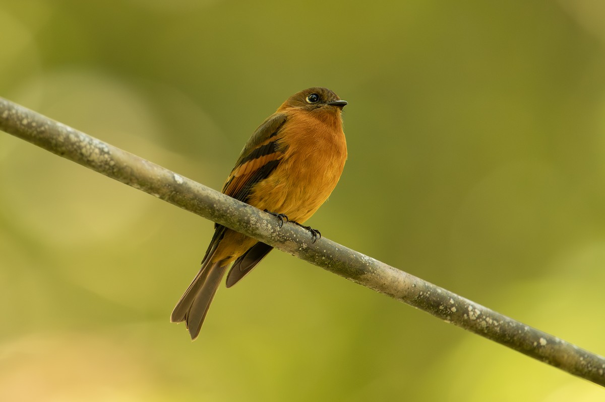Cinnamon Flycatcher (Andean) - ML641338036