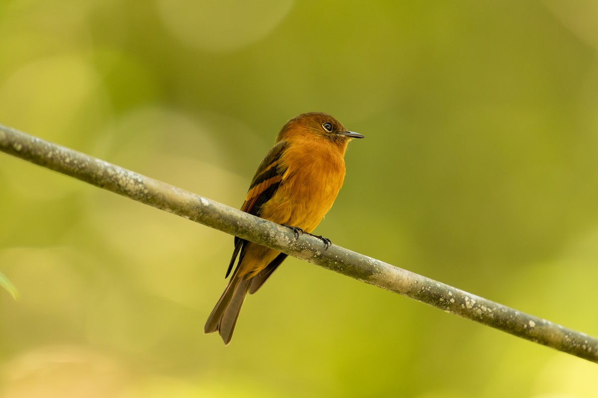 Cinnamon Flycatcher (Andean) - ML641338037
