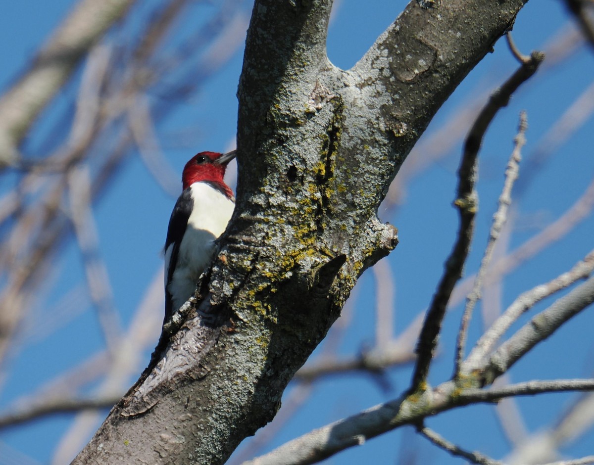 Red-headed Woodpecker - ML641338057