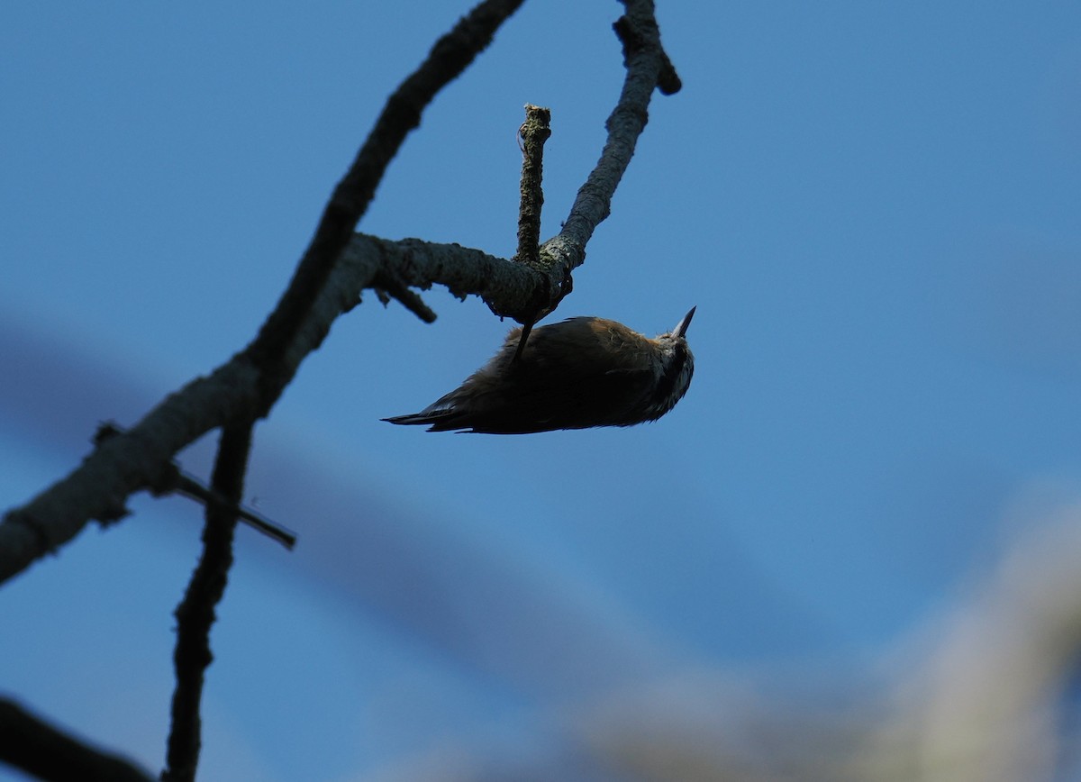 Red-breasted Nuthatch - ML641338068