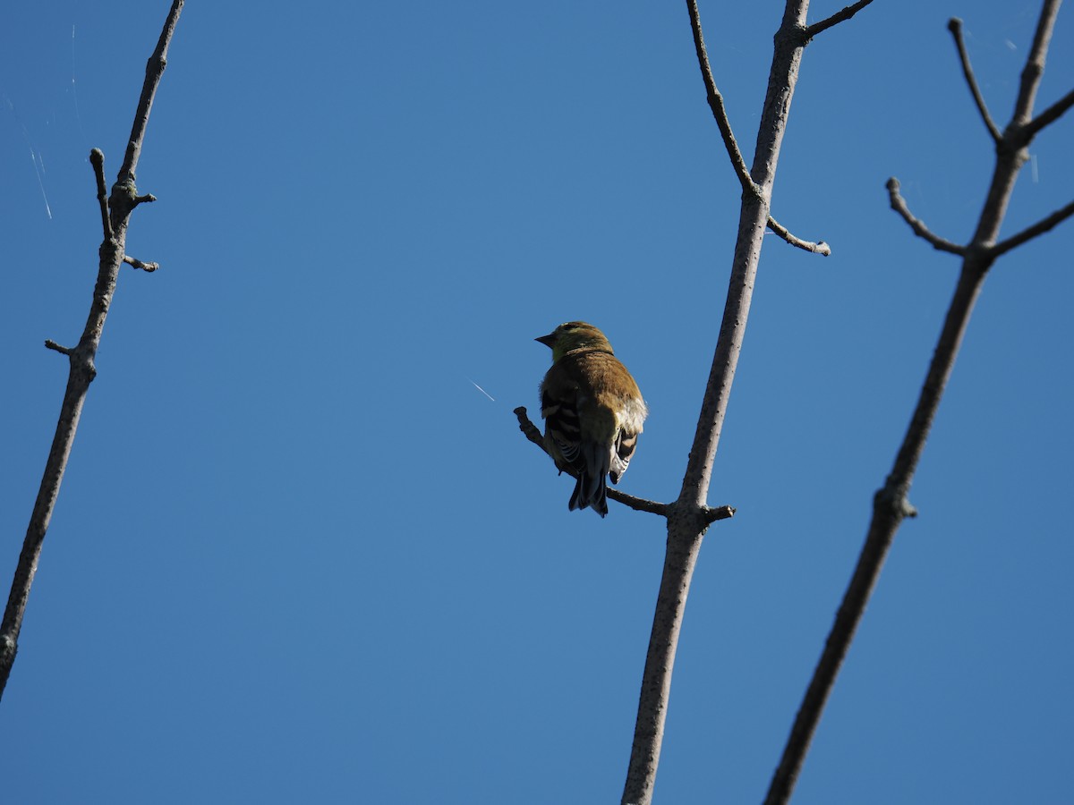 American Goldfinch - ML641338073