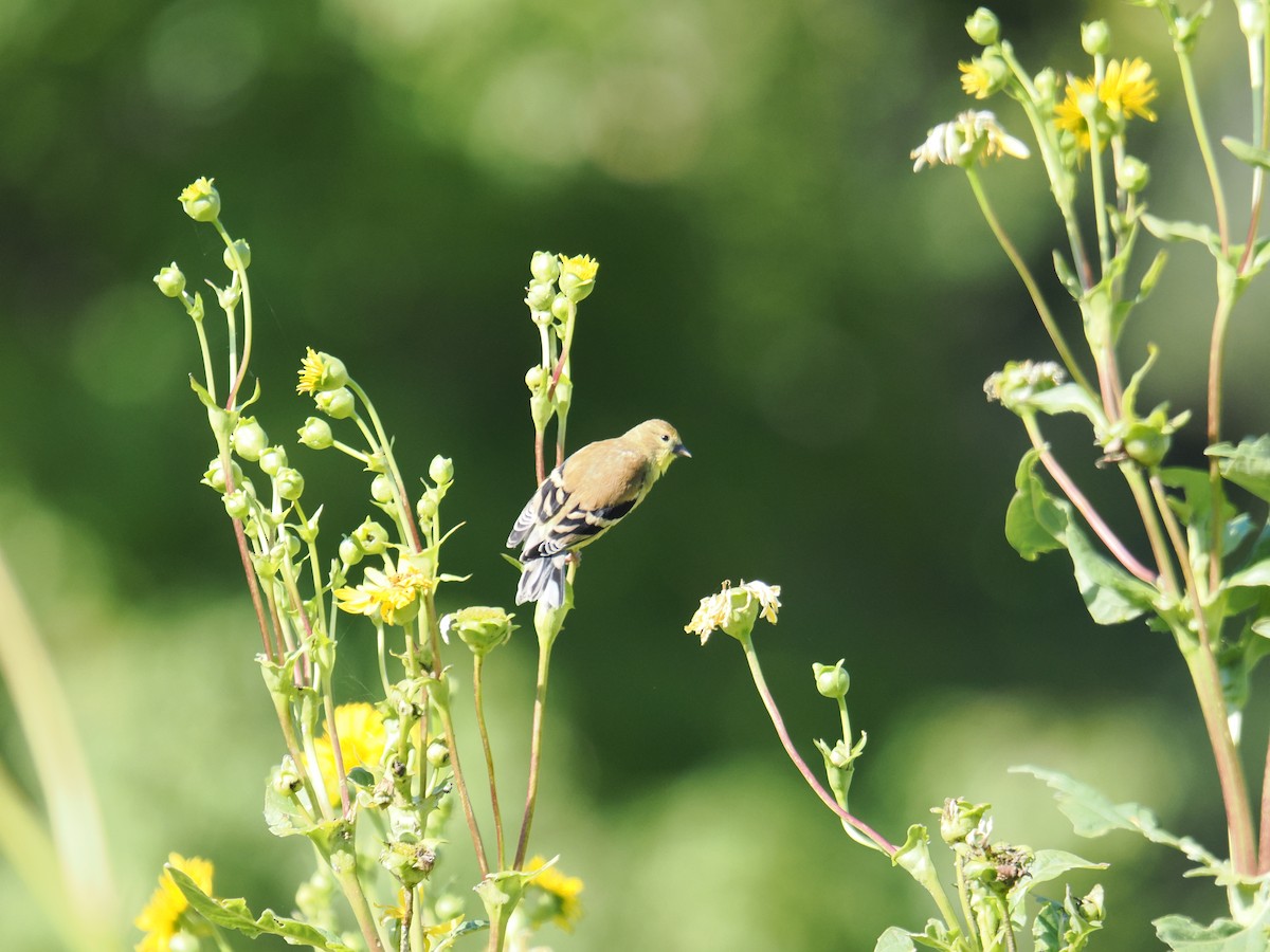 American Goldfinch - ML641338075