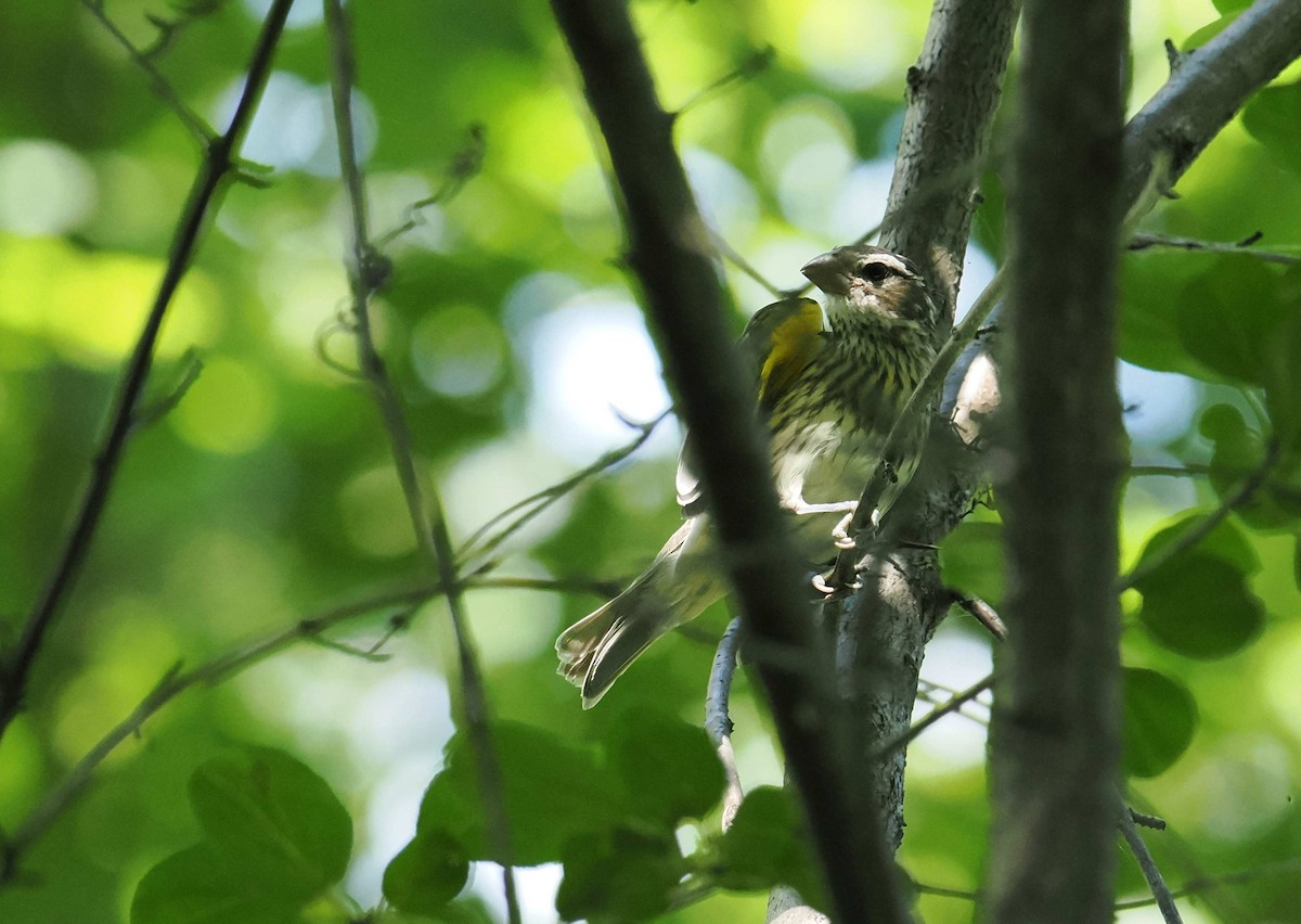 Rose-breasted Grosbeak - ML641338086