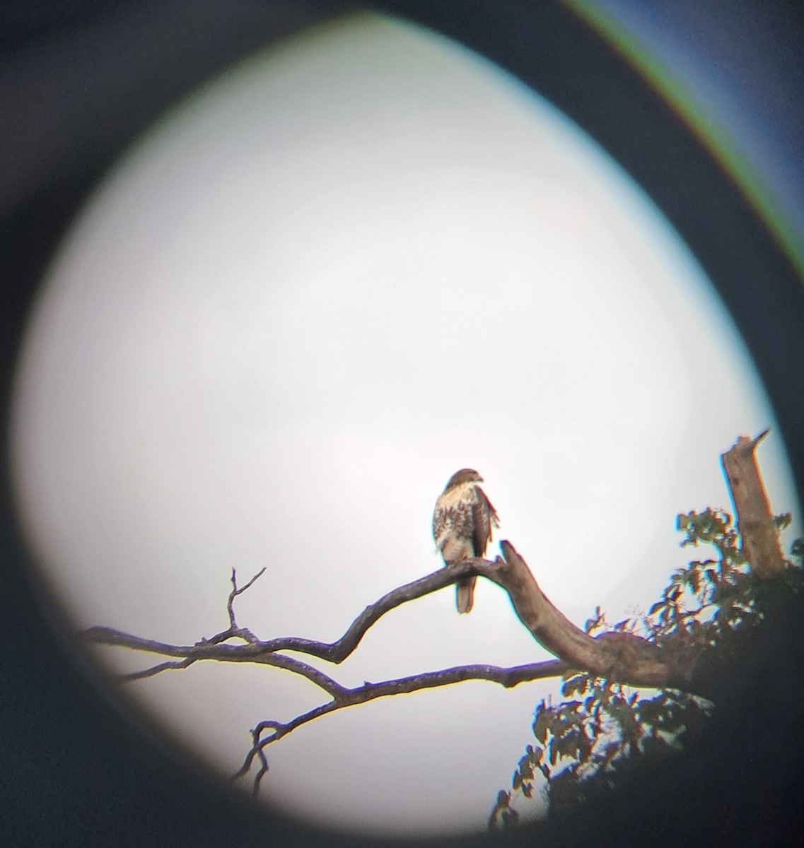 Red-tailed Hawk - ML641338160