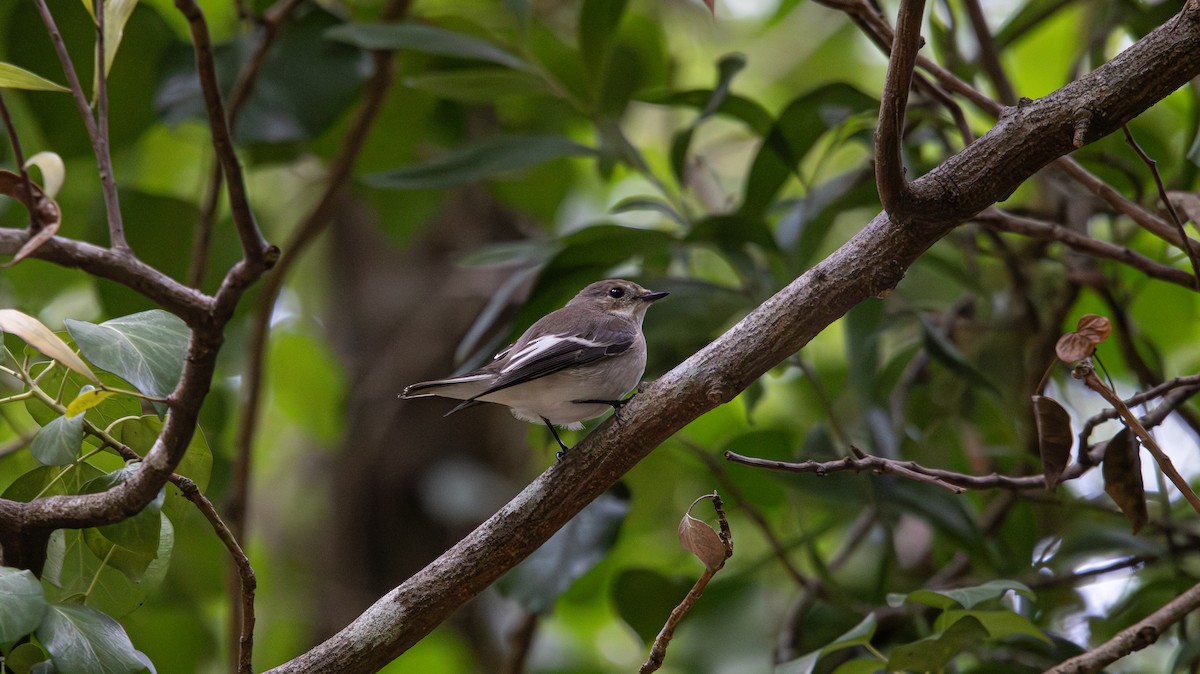 European Pied Flycatcher - ML641338165