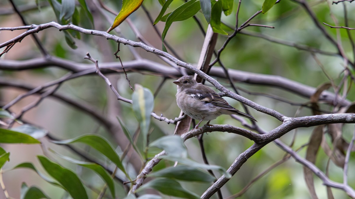 Common Chaffinch - ML641338208