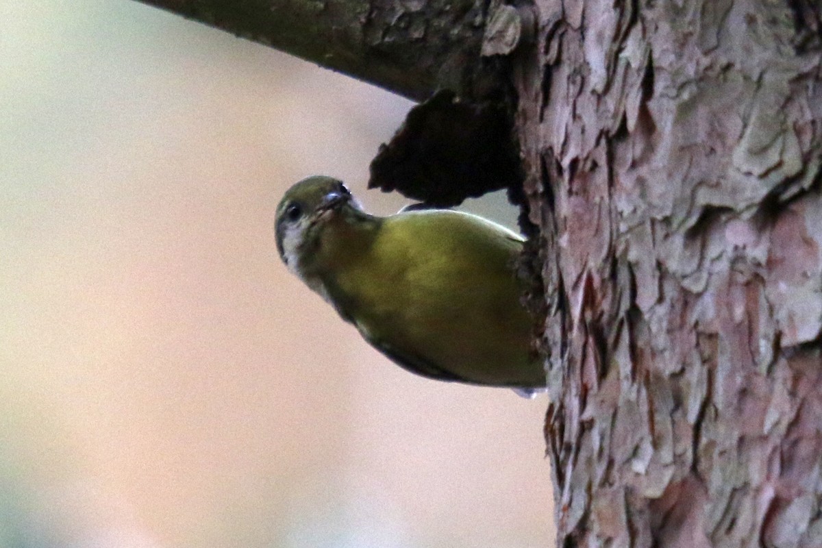 Yellow-bellied Tit - ML641338268
