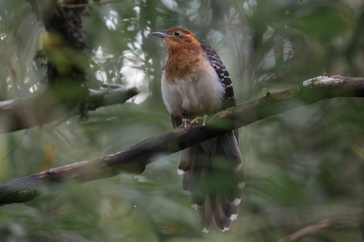 Pavonine Cuckoo - ML641338271