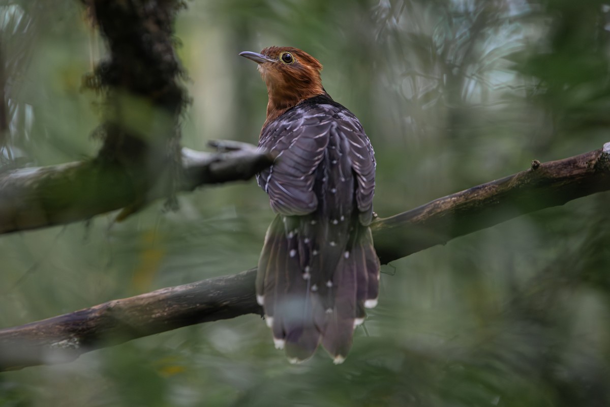 Pavonine Cuckoo - ML641338272
