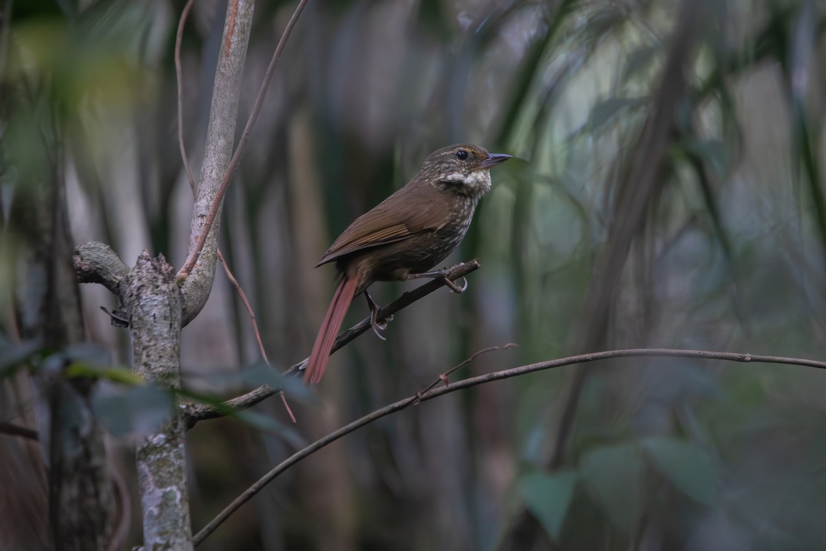 Buff-browed Foliage-gleaner - ML641338284