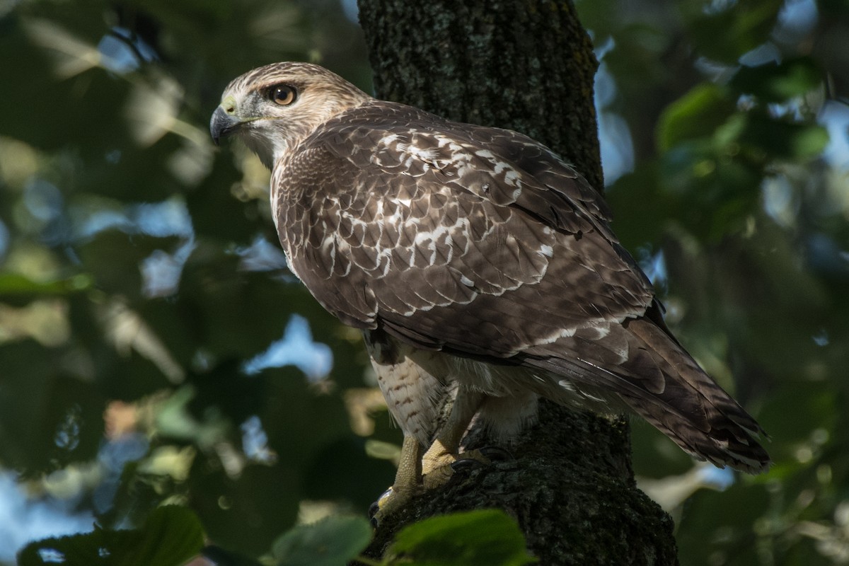 Red-tailed Hawk - ML641338336