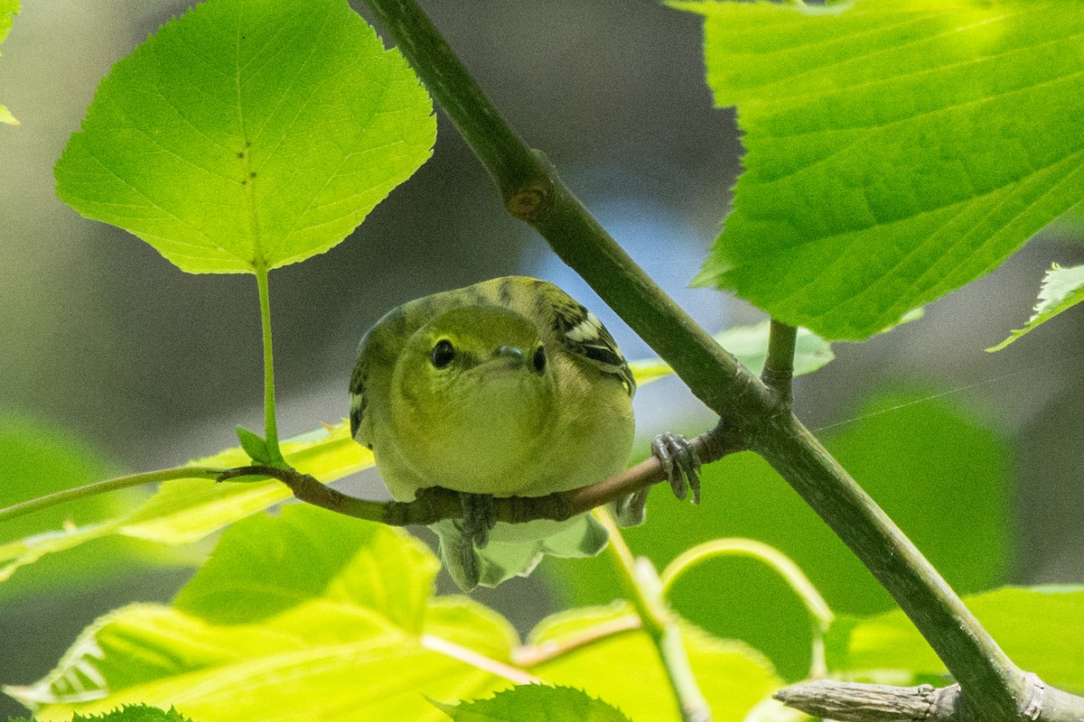 Bay-breasted Warbler - ML641338344