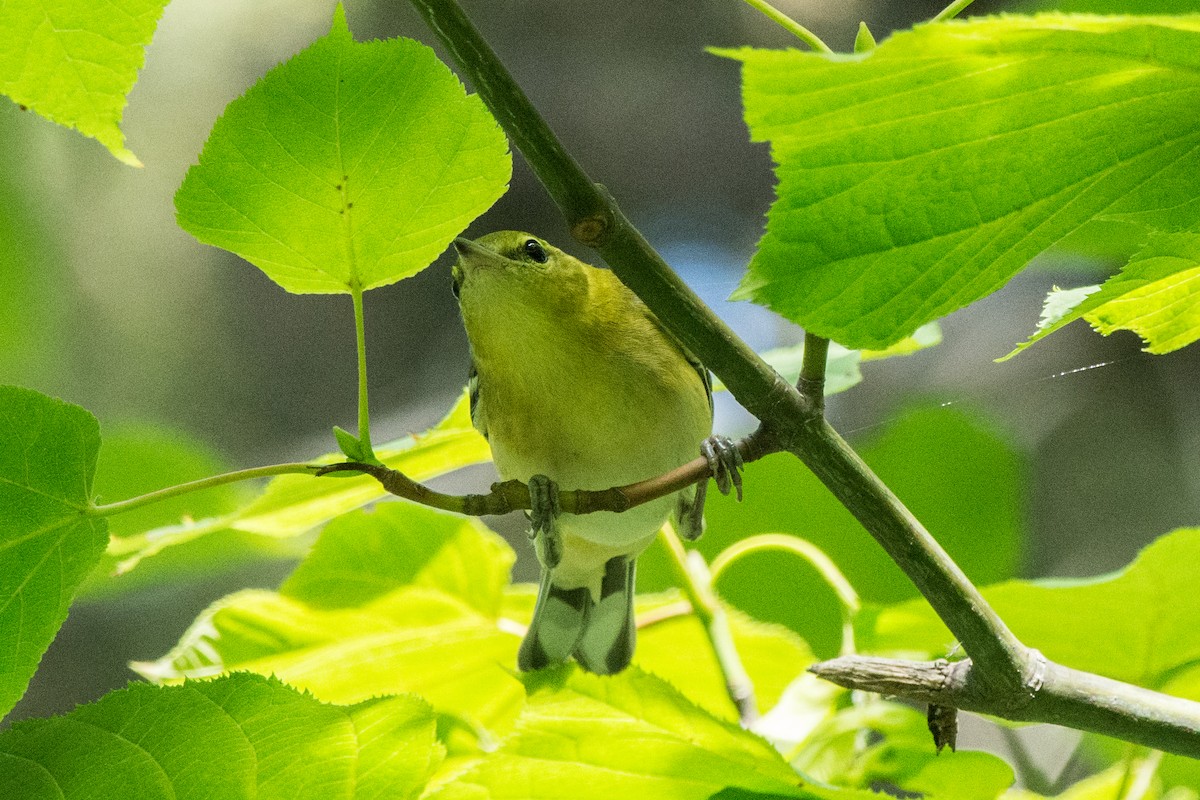 Bay-breasted Warbler - ML641338345