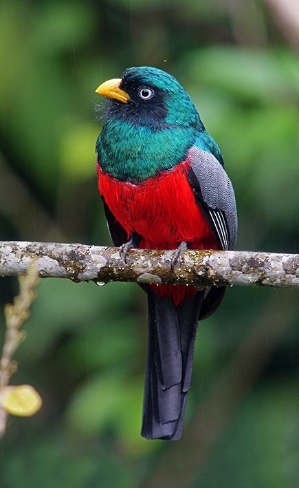 Blue-tailed Trogon - ML641338351