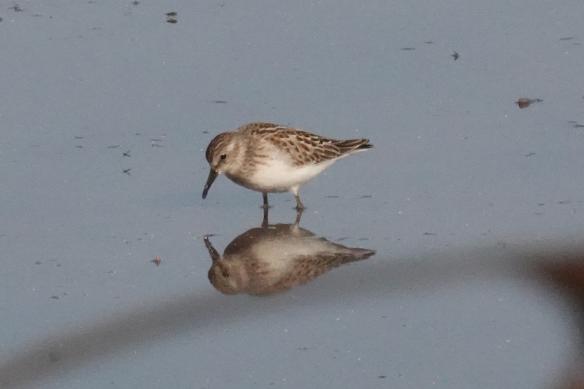 Calidris sp. (petit bécasseau sp.) - ML641338361