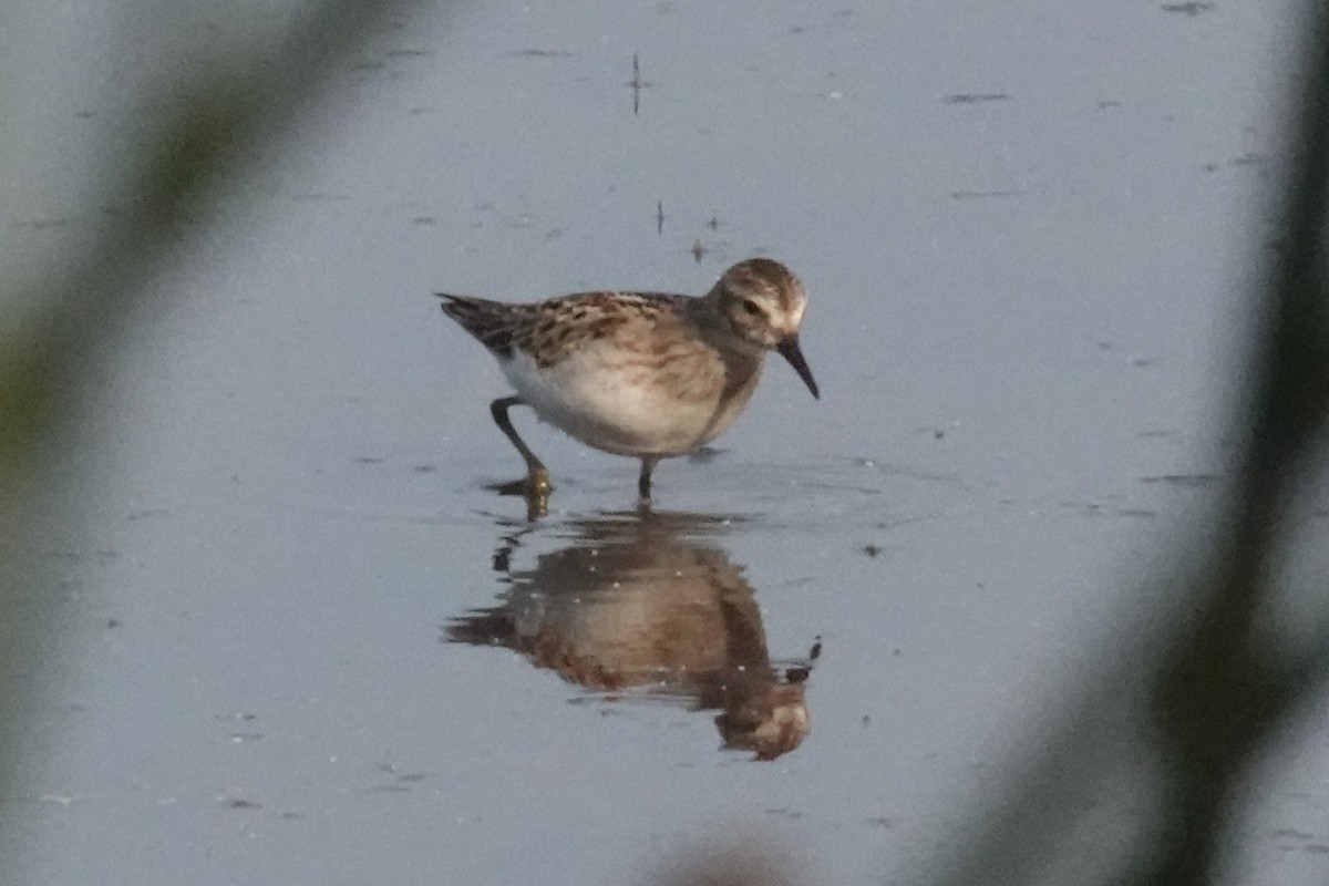 Calidris sp. (petit bécasseau sp.) - ML641338362