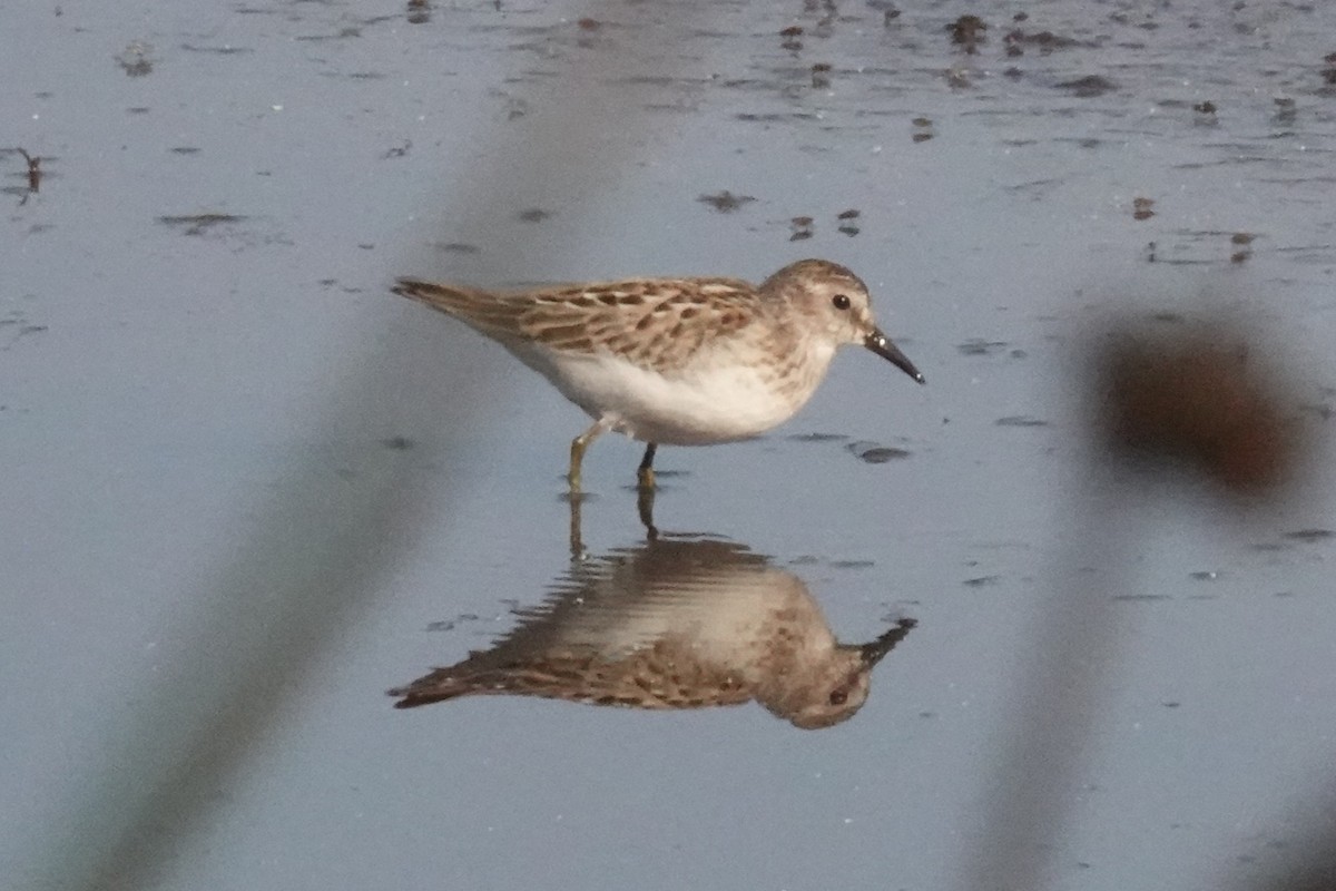 Calidris sp. (petit bécasseau sp.) - ML641338363