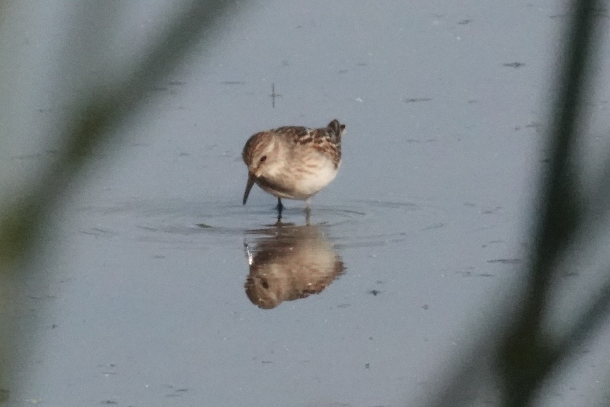 Calidris sp. (petit bécasseau sp.) - ML641338364