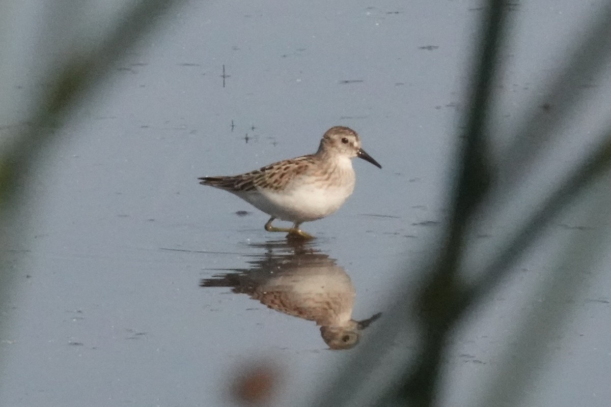 Calidris sp. (petit bécasseau sp.) - ML641338365