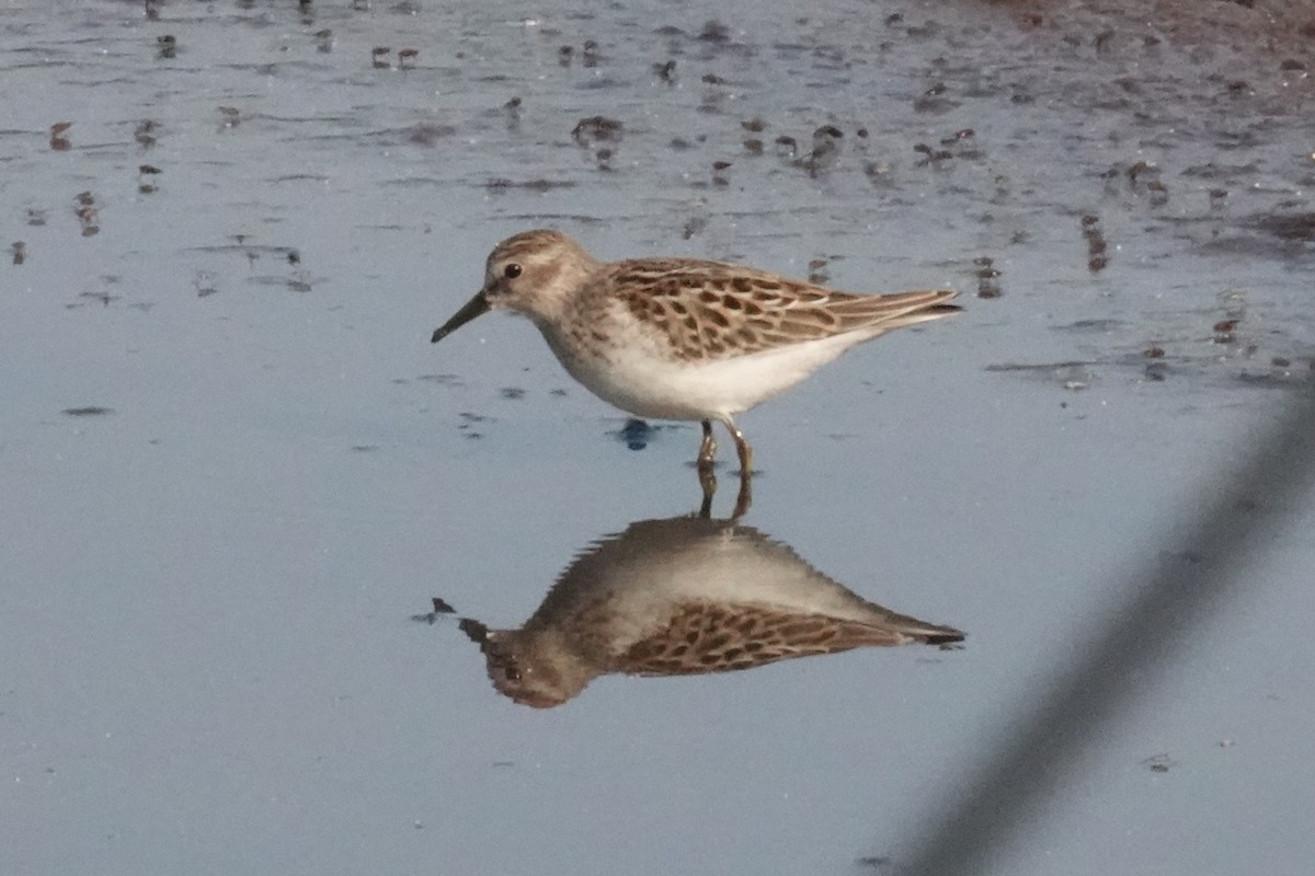 Calidris sp. (petit bécasseau sp.) - ML641338366