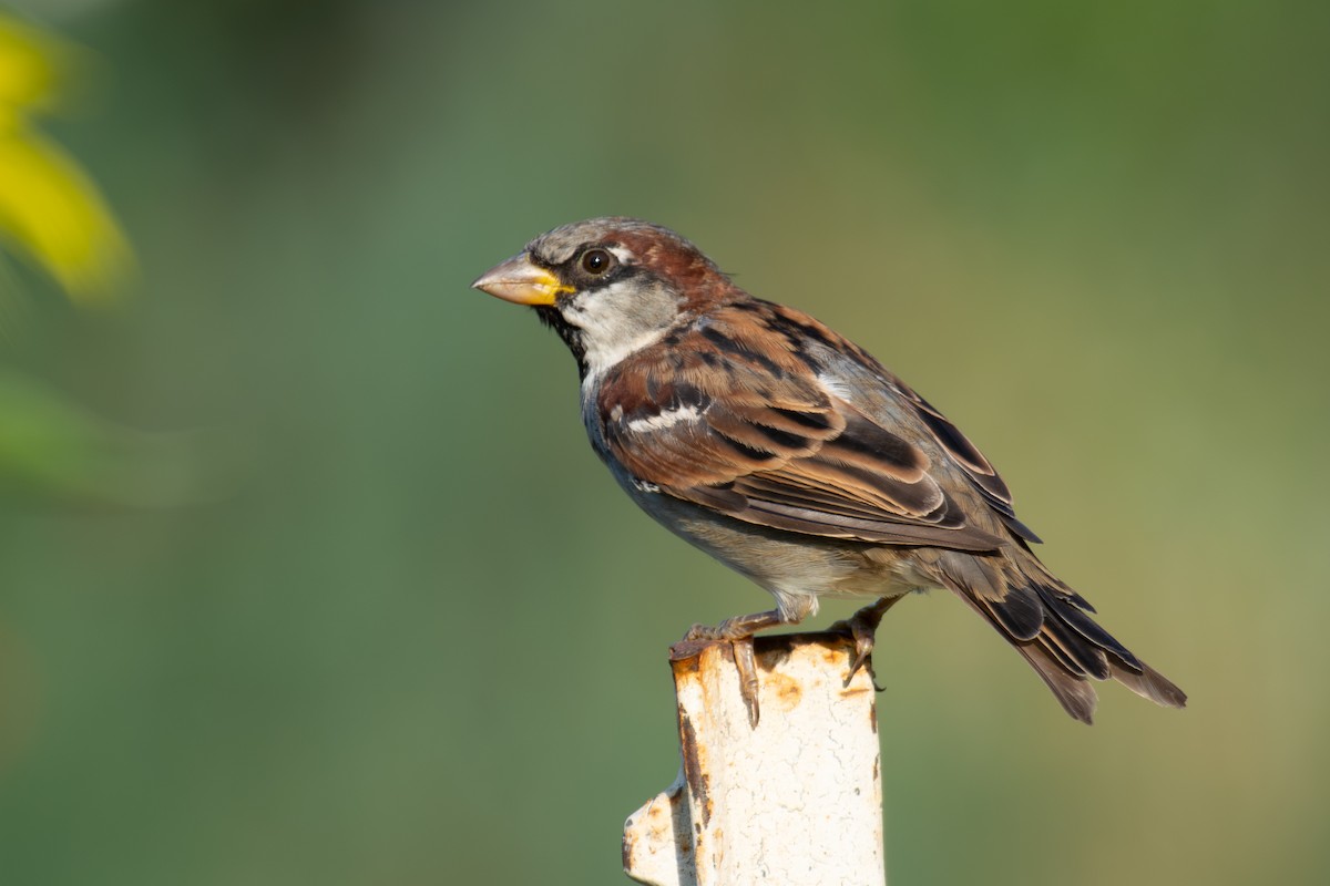 Moineau domestique - ML641338392
