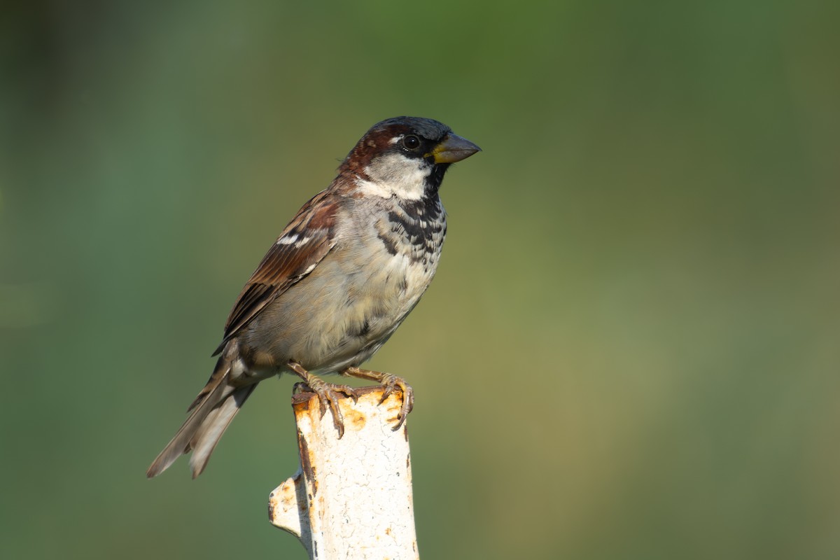 Moineau domestique - ML641338394