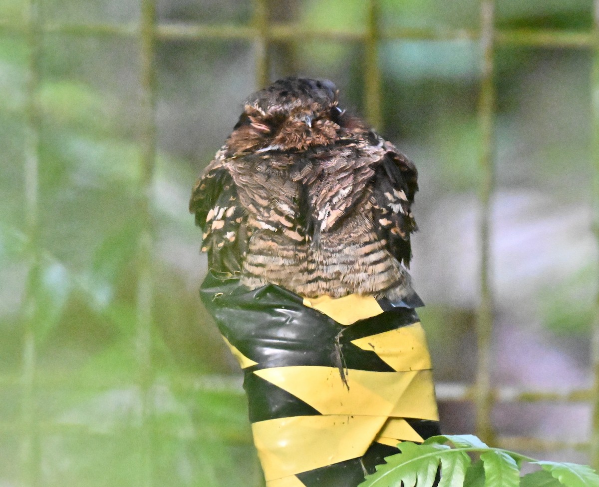 Large-tailed Nightjar - ML641338522