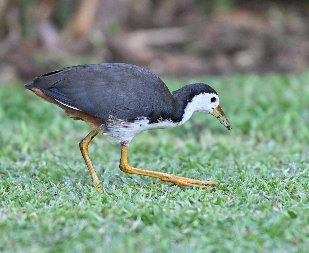White-breasted Waterhen - ML641338532