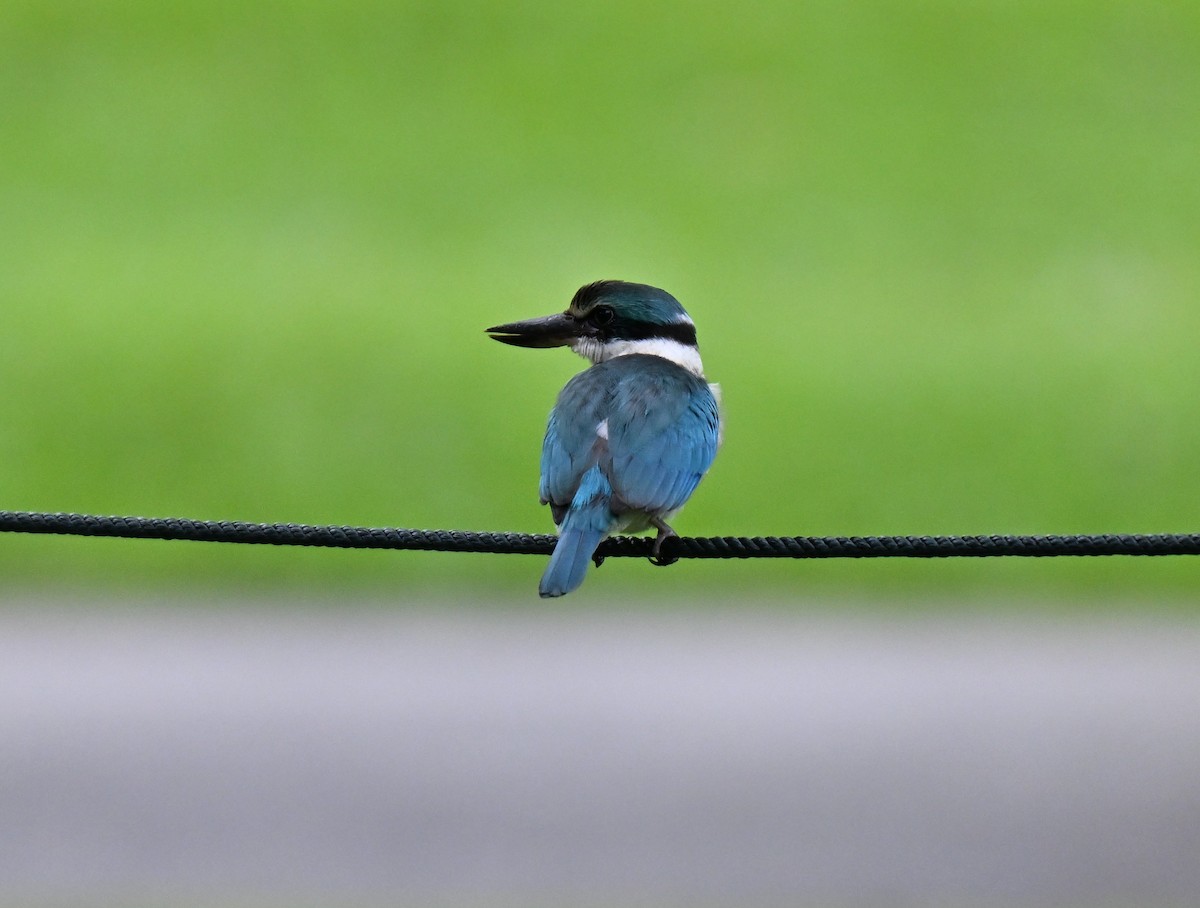 Collared Kingfisher - ML641338544
