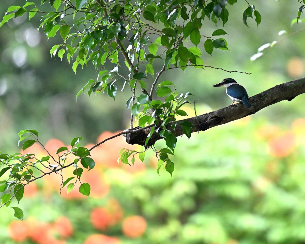 Collared Kingfisher - ML641338545