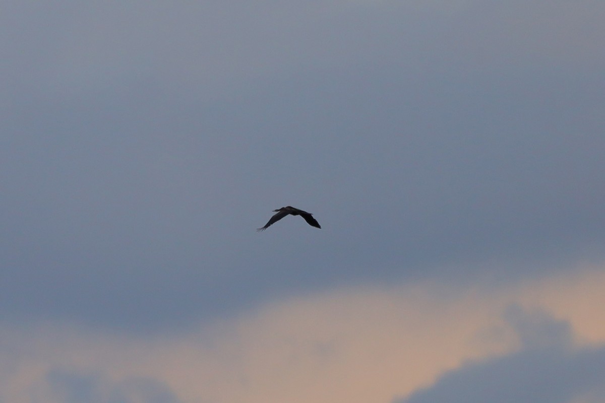 Oriental Darter - ML641338557