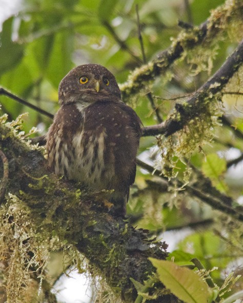 Andean Pygmy-Owl - ML641338570