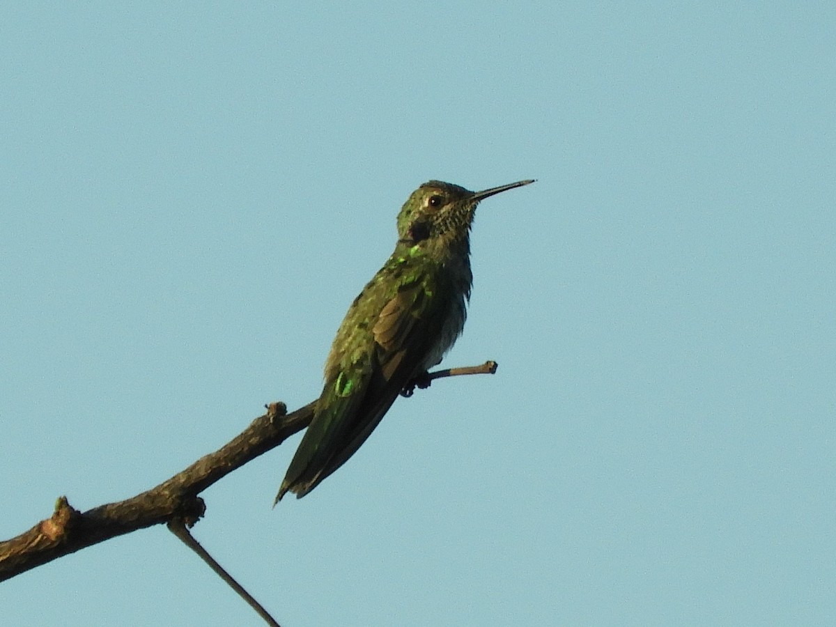 White-vented Violetear - ML641338575