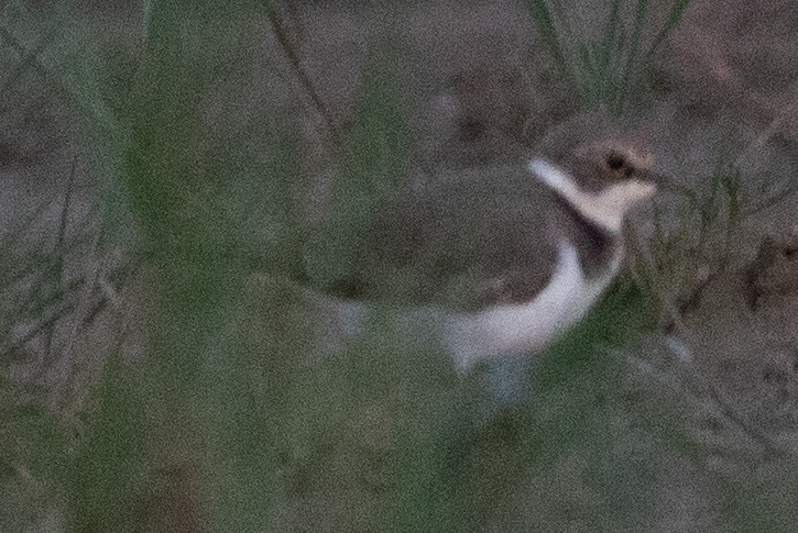 Little Ringed Plover - ML641338597